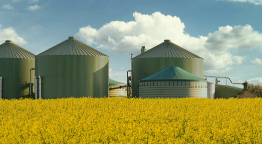 Biogas-Anlage steht in einem blühenden Rapsfeld.